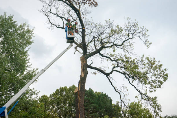 Professional Tree Removal Services in Selmer, TN